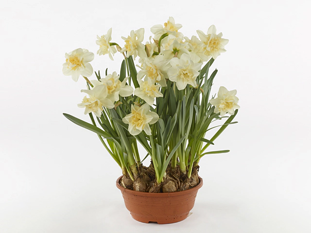 Narcissus (Double Grp) 'Sweet Desire'