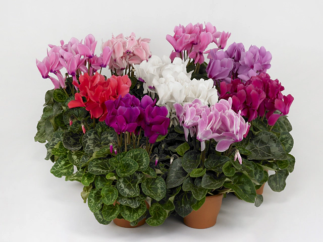 Cyclamen persicum large flowered Super Serie Mammoth