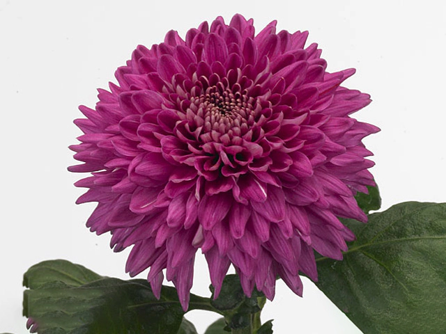 Chrysanthemum (Indicum Grp) disbudded Marielle Purple