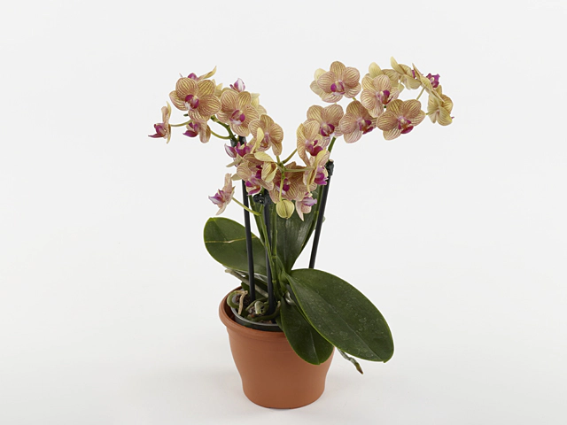 Phalaenopsis Multifloratypes Floriclone Penny Love