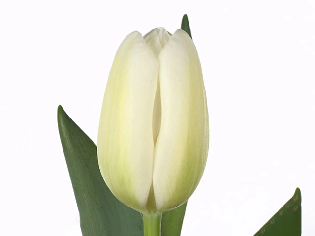 Tulipa (Single Late Grp) 'Clearwater'