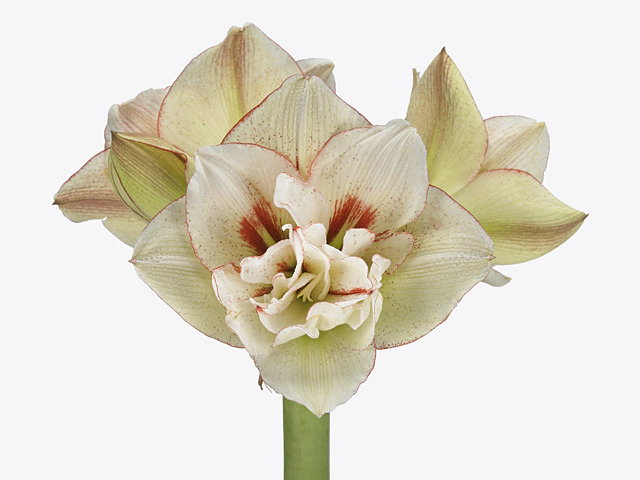 Hippeastrum (Double Galaxy Grp) 'Irinia'