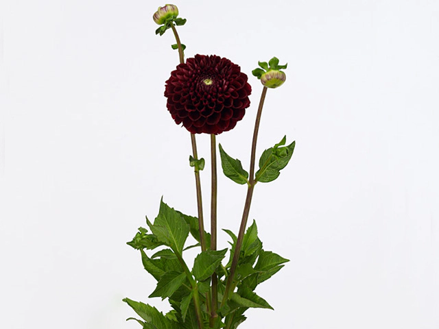 Dahlia (Ball Grp) 'Jowey Mirella'