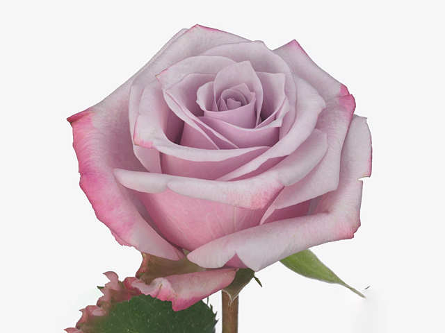 Роза крупноцветковая "Bugalu@"