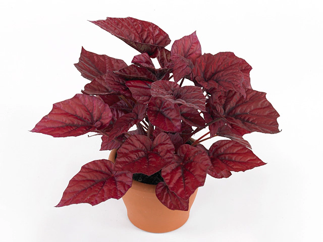Begonia foliage Beleaf Inca Flame