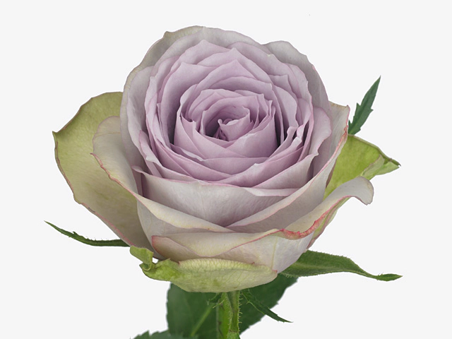 Роза крупноцветковая "Lullaby"