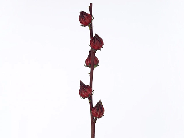 Hibiscus trionum 'Red Star'