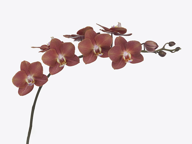 Phalaenopsis per branch Horizion