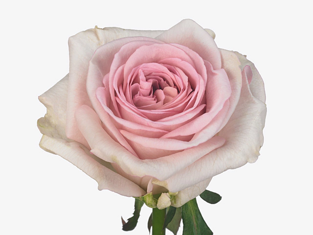 Роза крупноцветковая "Elemento"