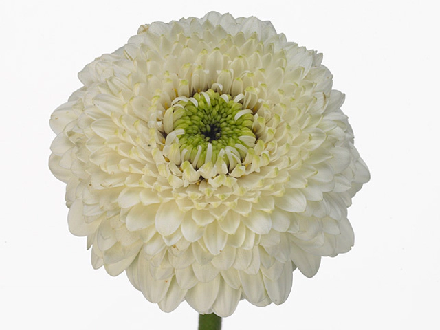 Gerbera mini globose Gerrondo Terra Calysto