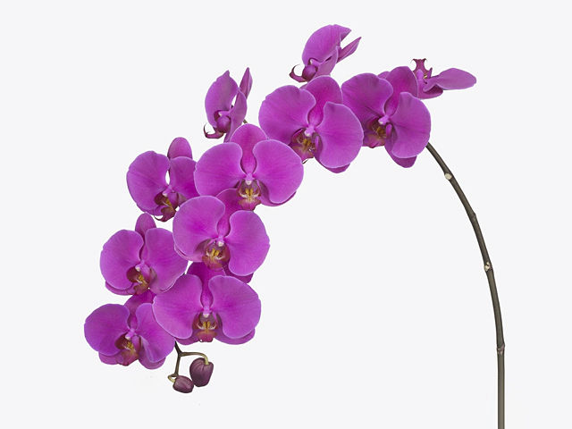 Phalaenopsis per branch Anthura Chiangmai