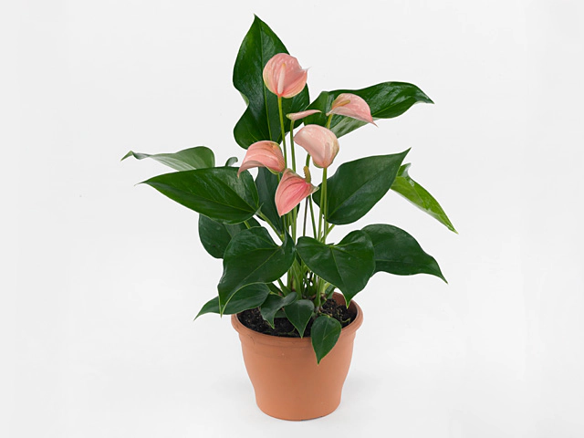 Anthurium (Andreanum Grp) Joli Peach
