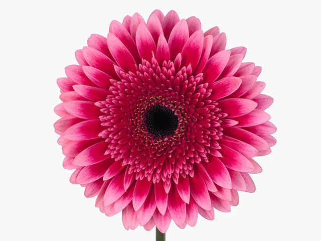 Гербера крупноцветковая "Mariatta"