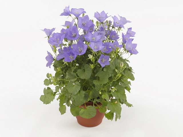 Campanula carpatica Florentes Avida Blue