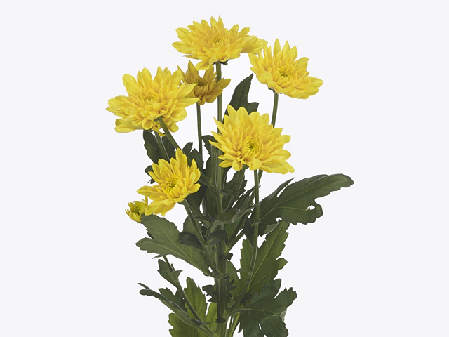 Chrysanthemum (Indicum Grp) spray Pastela Golden