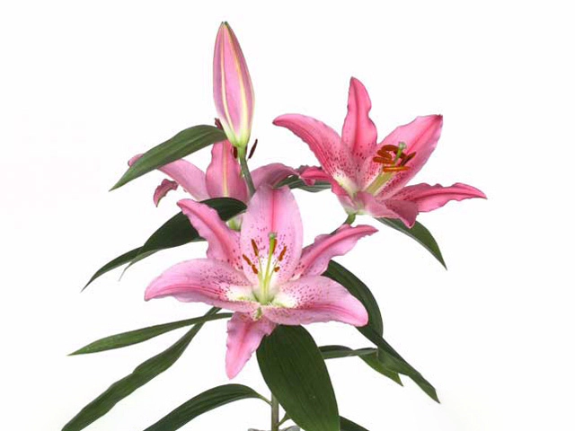 Лилия восточная "Enigma"