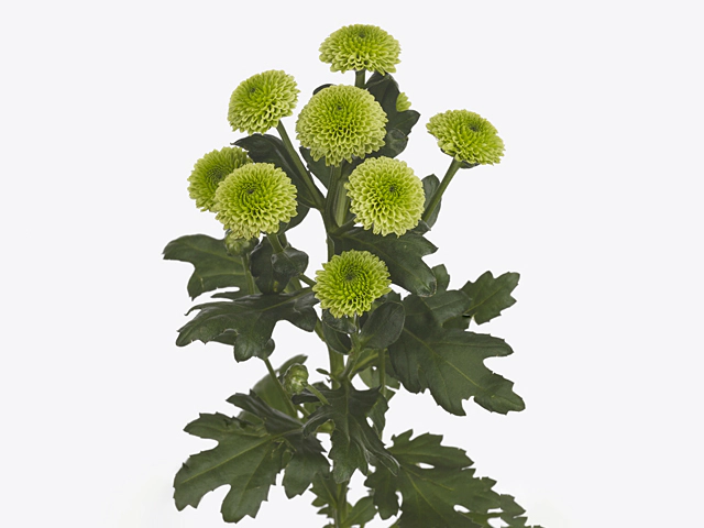 Chrysanthemum (Indicum Grp) spray santini AAA Greenstones