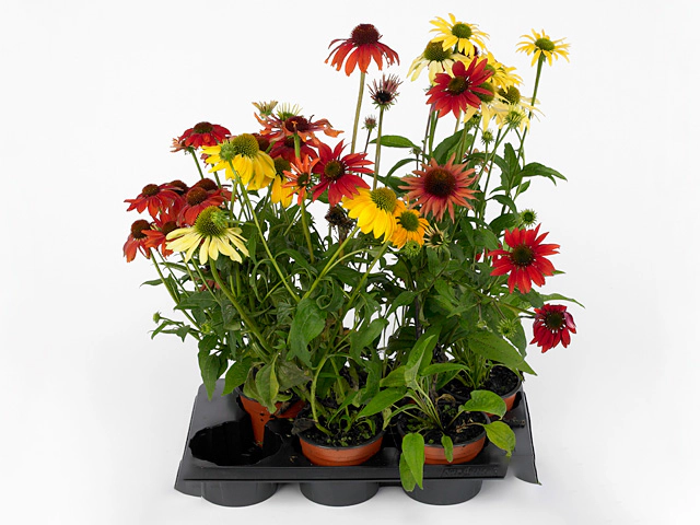 Echinacea Cheyenne Spirit