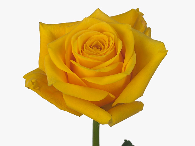 Роза крупноцветковая "Omara"