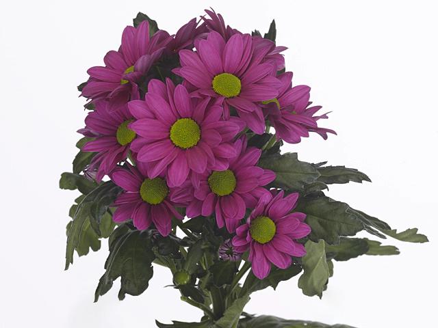 Chrysanthemum (Indicum Grp) spray Ballerina's Dark