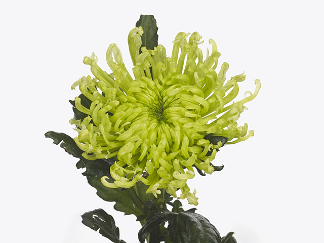 Chrysanthemum (Indicum Grp) disbudded Antenna