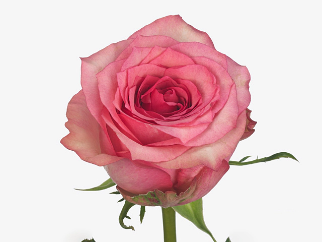 Роза крупноцветковая "Pink Shadow"
