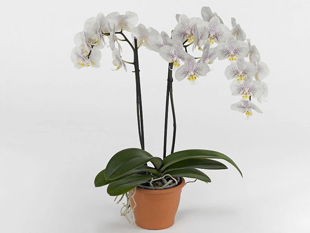 Phalaenopsis Anthura Oslo