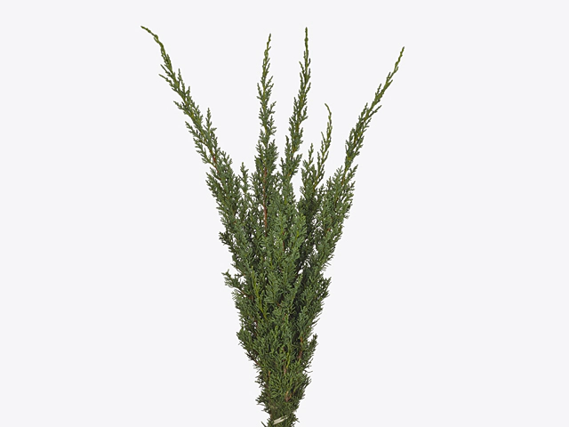 Juniperus chinensis 'Blaauw' per bunch