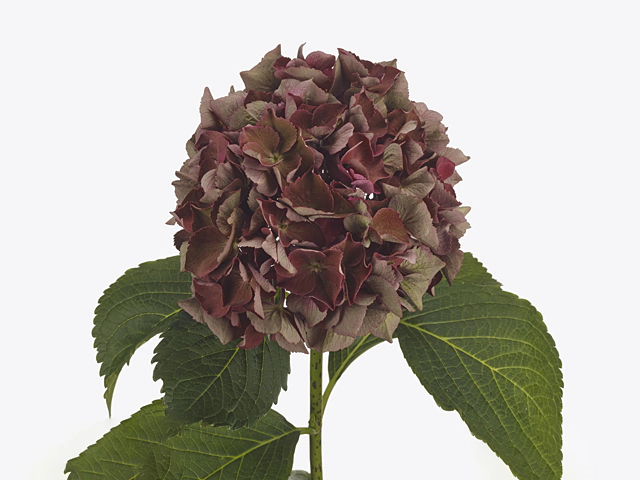 Hydrangea macrophylla 'Mon Amour' (classic)