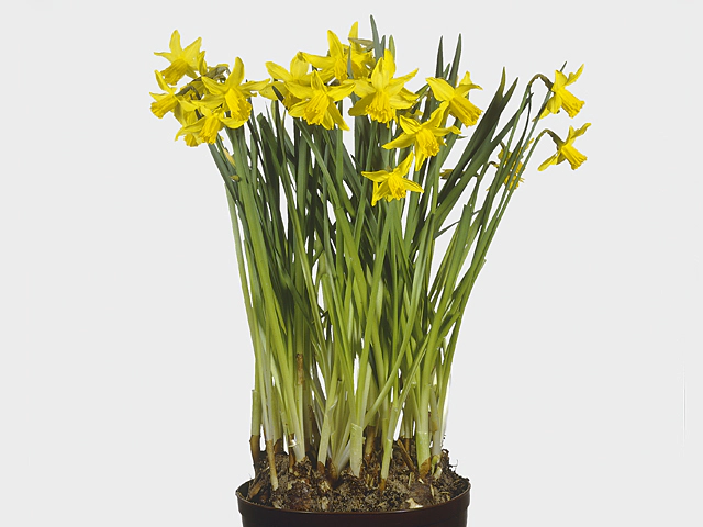 Narcissus (Cyclamineus Grp) 'February Gold'