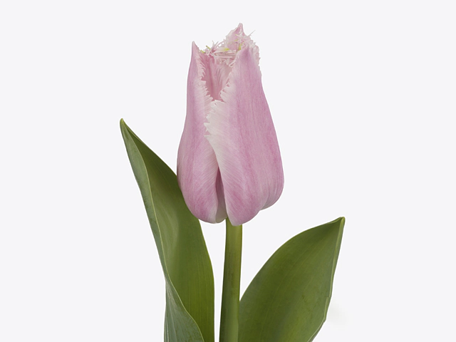 Tulipa (Fringed Grp) 'Pink Shredder'