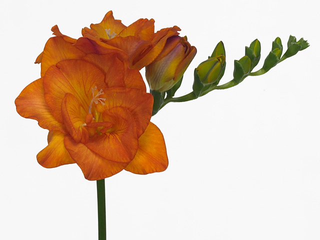 Freesia double flowered 'Clementine'