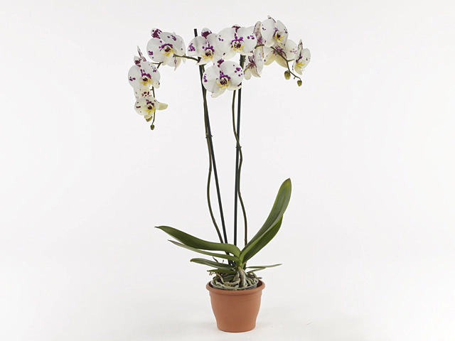 Phalaenopsis Kellion