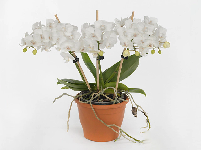 Phalaenopsis Multifloratypes Floriclone Endless Love
