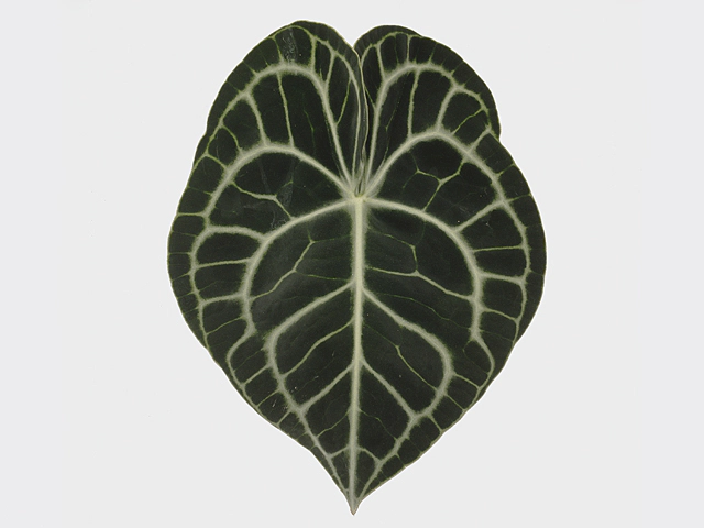 Anthurium clarinervium (leaf)