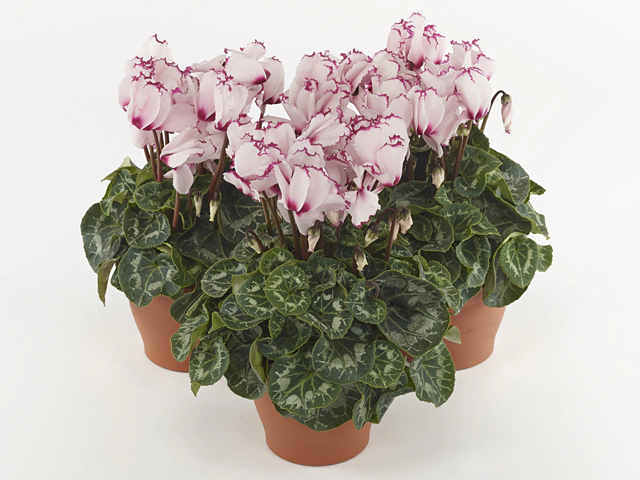 Cyclamen persicum large flowered Halios Victoria