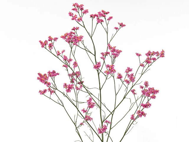 Limonium sinense Hot Pink Diamond