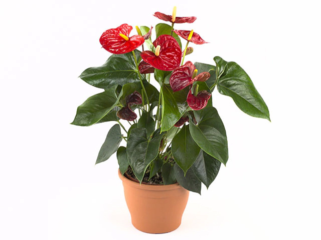Anthurium (Andreanum Grp) Sierra