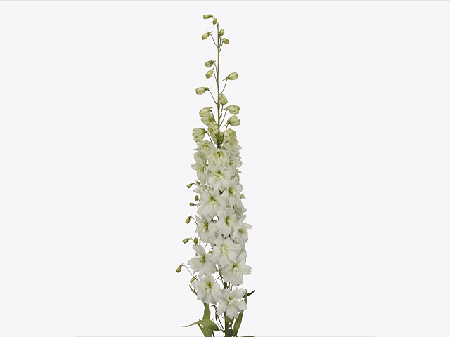 Delphinium double flowered (Elatum Grp) 'Dewi Impressive White'