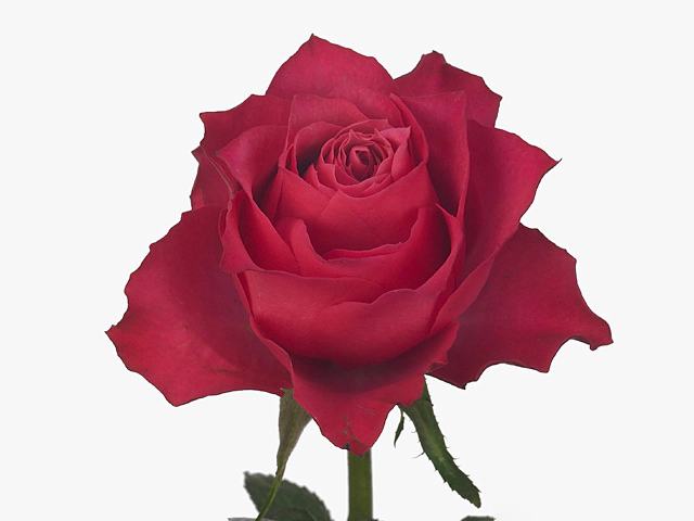 Роза крупноцветковая "Rosanna"