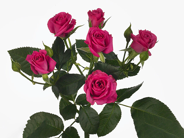 Роза спрей "Purple Irischka"