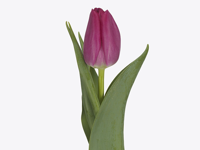 Tulipa (Triumph Grp) 'Asian Love'