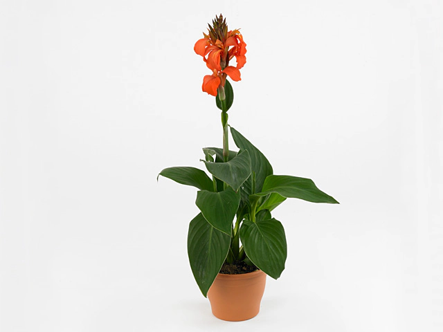 Cannova® Bronze Peach Canna Lily, Canna 'Bronze Peach', Monrovia Plant