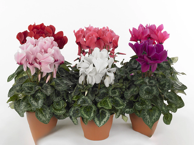 Cyclamen persicum large flowered Perfetto Synchro