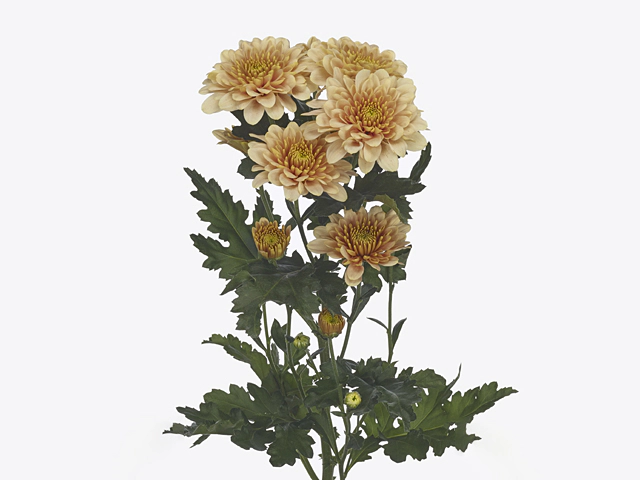 Chrysanthemum (Indicum Grp) spray Dalini