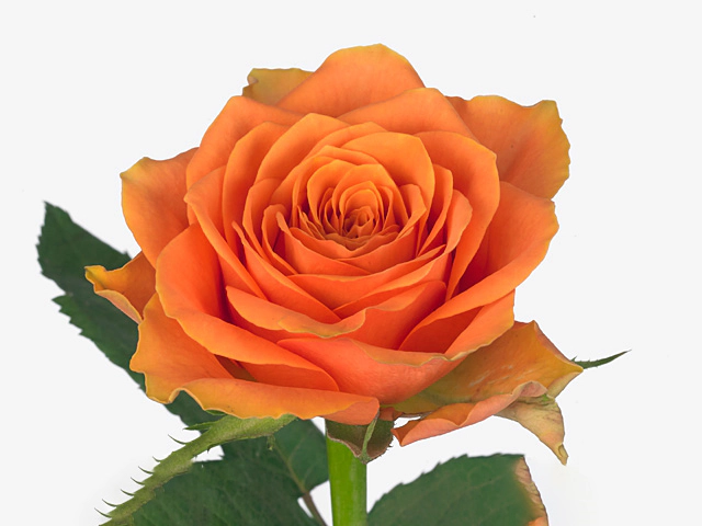 Rosa large flowered Arancio@