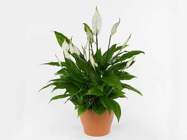 Spathiphyllum 'Bertoni'