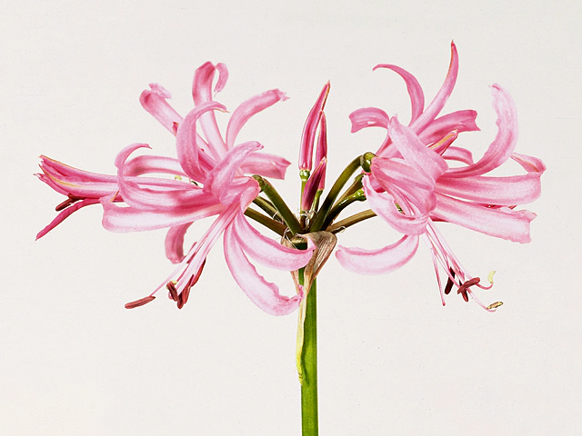 Nerine bowdenii Favourite