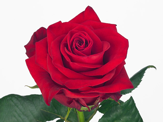 Роза крупноцветковая "Formidable+"