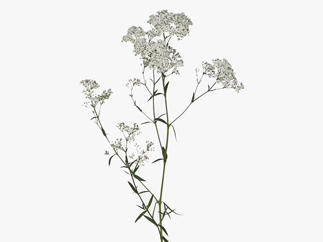 Gypsophila paniculata 'Pearls Petite'